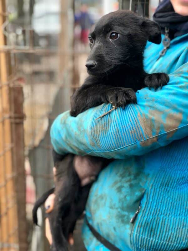 PINGO - reserviert Hundescheune Fläming - vermittelt – Bild 5