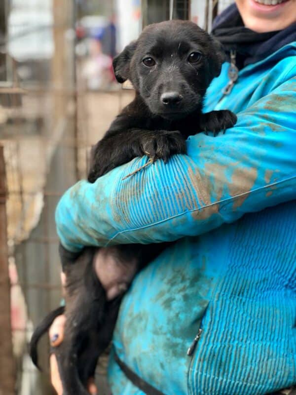 PINGO - reserviert Hundescheune Fläming - vermittelt – Bild 2