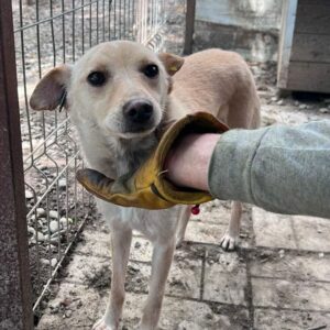 VINERI (♂) - ausgereist zur Tierhilfe Lebenswert DR 22.11.24