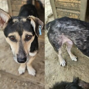 APALI (♂) - vermittelt LS