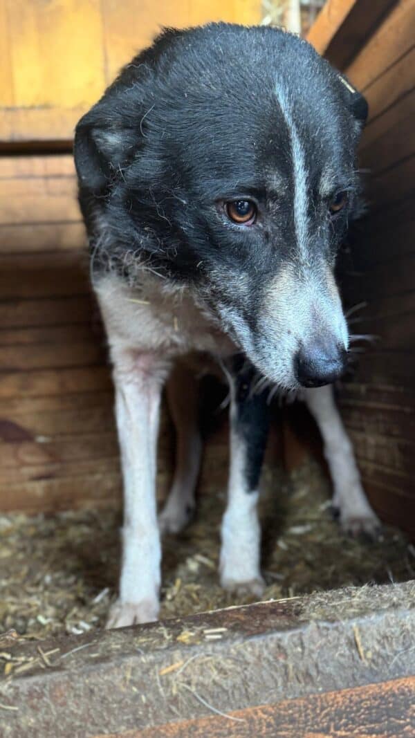 FIEBY (♀) – Bild 3