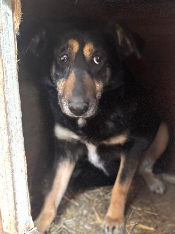 NELL (♀) - vermittelt NH – Bild 14