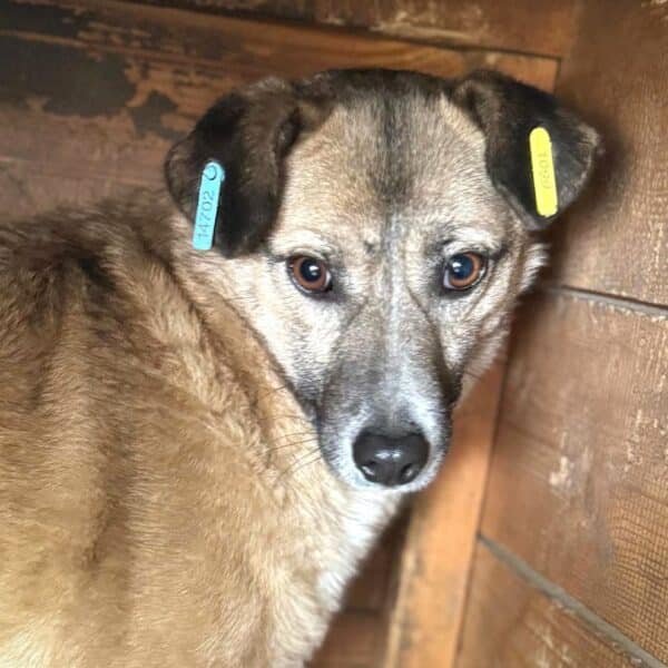 FEODORA (♀) – Bild 2