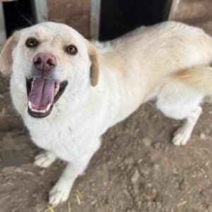 PATSCHI (♂) - ausgereist zum TST Rösrath (SAS)