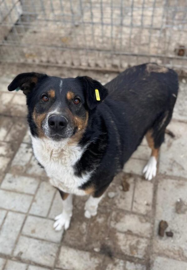 LUPO (♂) – Bild 12