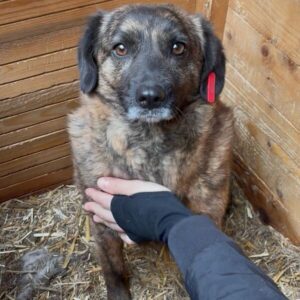 SAKURA (♀) - RBB 05/25