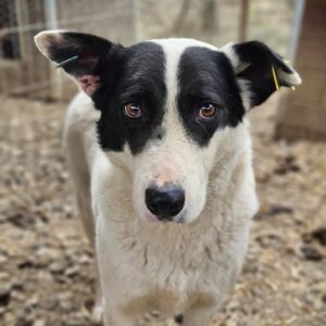 SPOCKY (♂) - seit mind. 2022 im Shelter