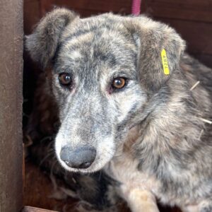 AKINO (♂) - Notfall - komplett resigniert - seit 2022 im Shelter