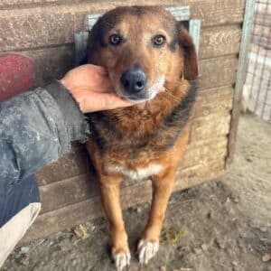 GANDHI (♀) - seit 2022 im Shelter