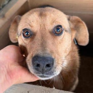 MIJO (♂) - NOTFALL! deformierte Vorderpfote