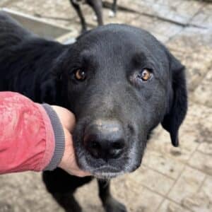 BRAVEHEART (♂) - seit 2022 im Shelter