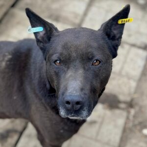 FALINA (♀) - seit mind. 2021 im Shelter