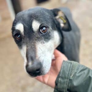 MAITE (♀) - seelischer Notfall - leidet im Kennel sehr