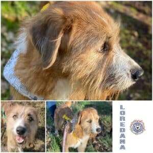 Loredana in 18311 Ribnitz Damgarten *vermittelt*