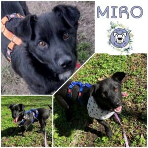 MIRO In 18311 Ribnitz Damgarten - vermittelt