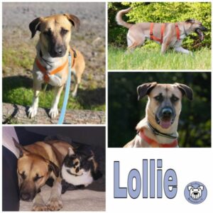 Lollie in 58256 Ennepetal - vermittelt