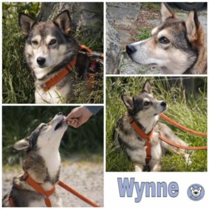 Wynne in 45549 Sprockhövel - vermittelt