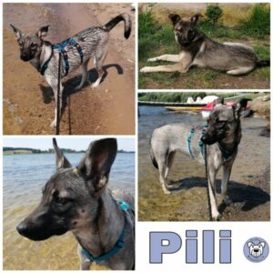 Pili in 18569 Neuenkirchen - vermittelt