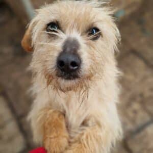 BIGGI - reserviert Tierhilfe Lebenswert DR 02.04.