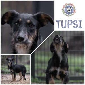 TUPSI in 99427 Weimar *vermittelt*