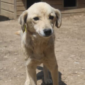 MALEA - viel zu dünn, völlig verloren im Shelter - reserviert Tierhilfe Lebenswert DR - vermittelt