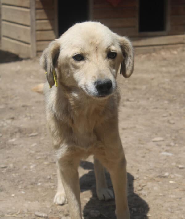 MALEA - viel zu dünn, völlig verloren im Shelter - reserviert Tierhilfe Lebenswert DR - vermittelt