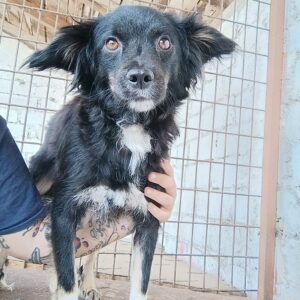 NELKA - reserviert Tierhilfe Lebenswert DR - vermittelt