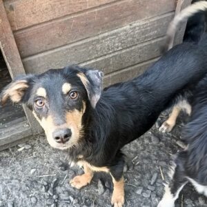 PICASA - reserviert Tierhilfe Lebenswert DR - vermittelt