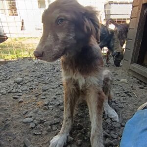 NAALA - med. Notfall - auf PDR PS als Gnadenplatzhund gereist- vermittelt