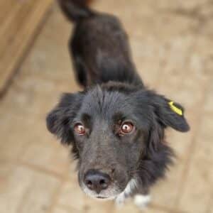 NIGEL - auf PDR PS im PLZ Bezirk 64 - vermittelt