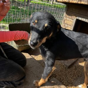 TEQUERO (♂) - ausgereist zum TH Iserlohn (AL)