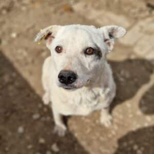 LAGERTHA (♀) - ausgereist zur Tierhilfe Lebenswert