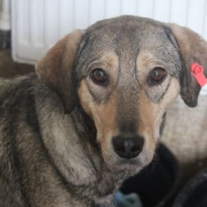 CHIQUITA - sollte zeitnah ausreisen, kommt nicht gut zurecht - reserviert Tierhilfe Lebenswert DR -vermittelt