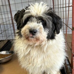 WOODY - reserviert Tierhilfe Lebenswert DR - vermittelt