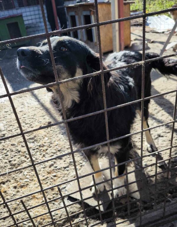 LEAH - ausgereist zur Tierhilfe Lebenswert – Bild 4