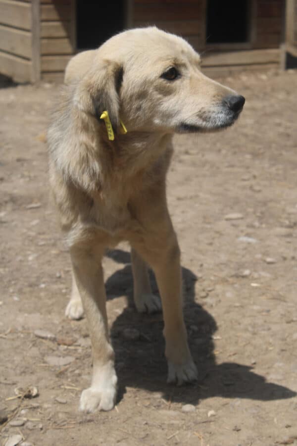 MALEA - viel zu dünn, völlig verloren im Shelter - reserviert Tierhilfe Lebenswert DR - vermittelt – Bild 3