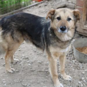 LIBERO (♂) - ausgereist zur Tierhilfe Lebenswert