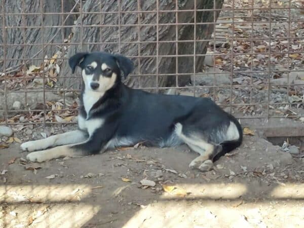 KEELIA (♀) - ausgereist zur Tierhilfe Lebenswert DR 06.12.2024 – Bild 3