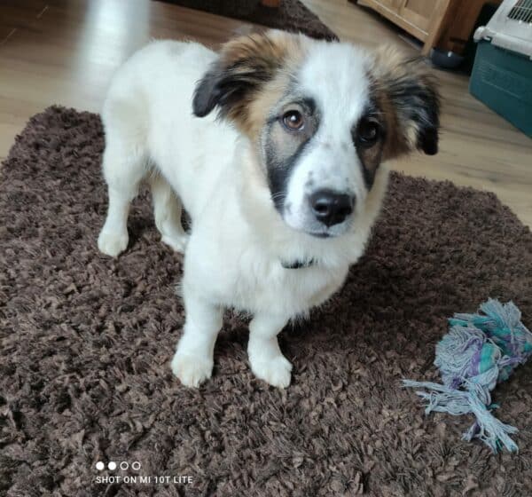 Dalu in 49401 Damme *vermittelt* – Bild 2