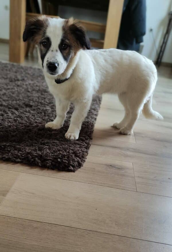 Dalu in 49401 Damme *vermittelt* – Bild 7