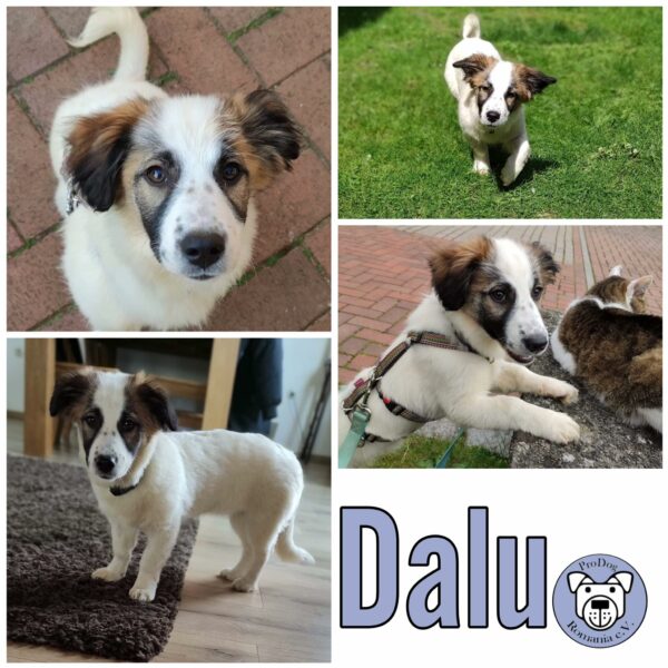 Dalu in 49401 Damme *vermittelt*