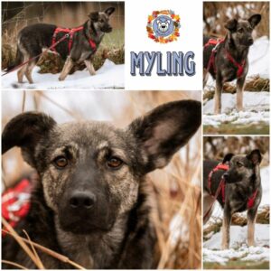 MYLING in 53937 Schleiden - vermittelt