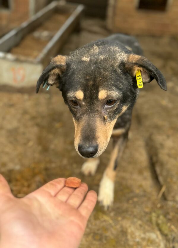 SINDY (♀) - Rute abgerissen, als Kleinste im Kennel völlig überfordert – Bild 4