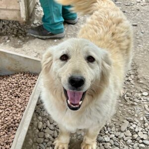 MARLENCHEN - reserviert Tierhilfe Lebenswert DR - vermittelt