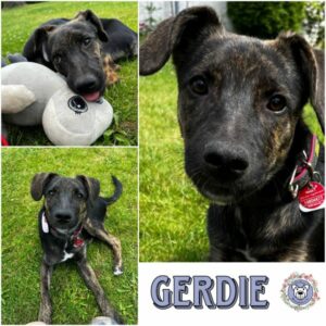 Gerdie (♀) 15306 Seelow - vermittelt