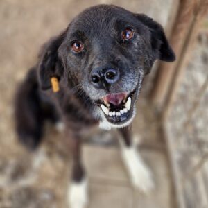 AMON - reserviert Tierhilfe Lebenswert DR - vermittelt