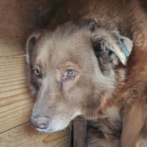 CHANA - seit mind. 2021 im Shelter - Hautprobleme