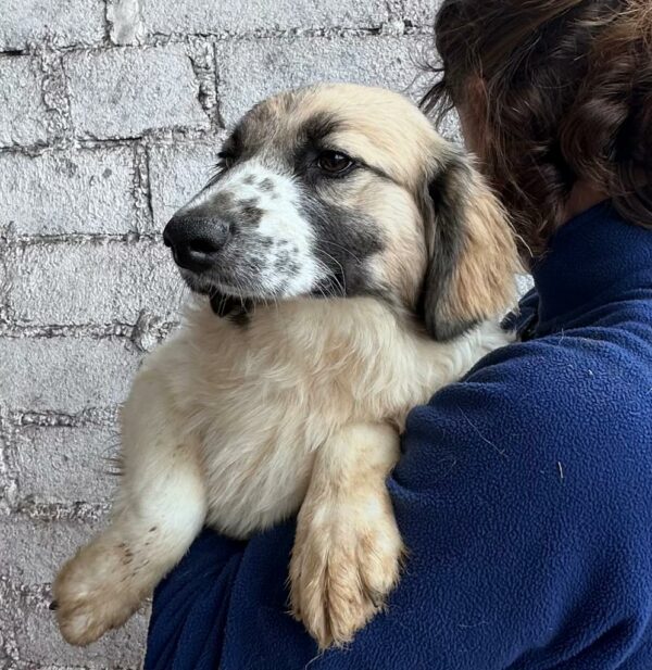 VIANA - ausgereist zur Hundescheune Fläming – Bild 3
