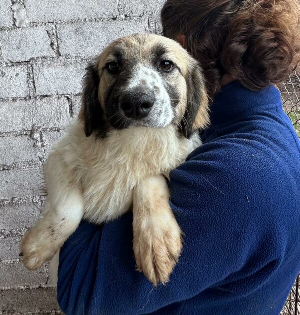 VIANA - ausgereist zur Hundescheune Fläming – Bild 2