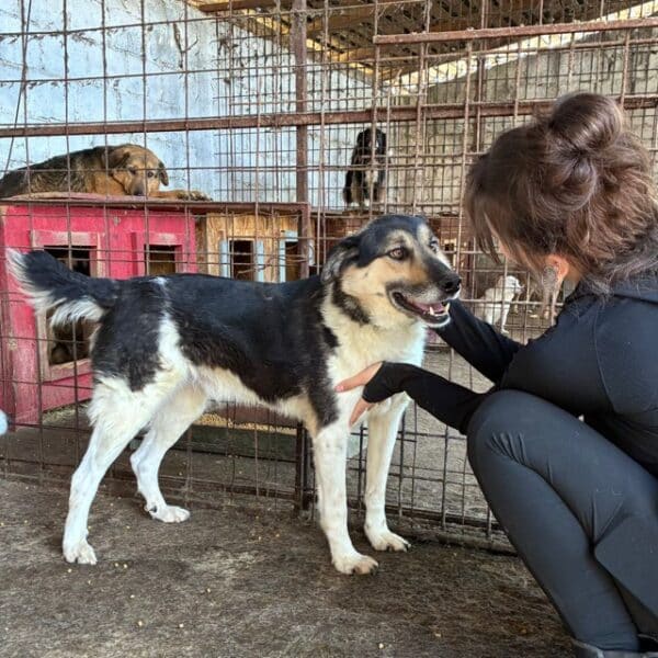 PERCY (♂) - seit 2023 im Shelter – Bild 2